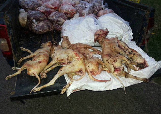 泰狗肉走私猖獗 狗狗被杀后剥皮运输十分残忍