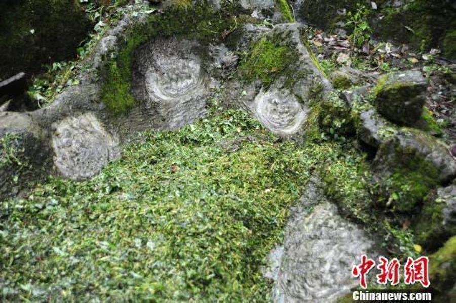 提起开花的石头,该县后坪乡高坪村村民似乎人人皆知.
