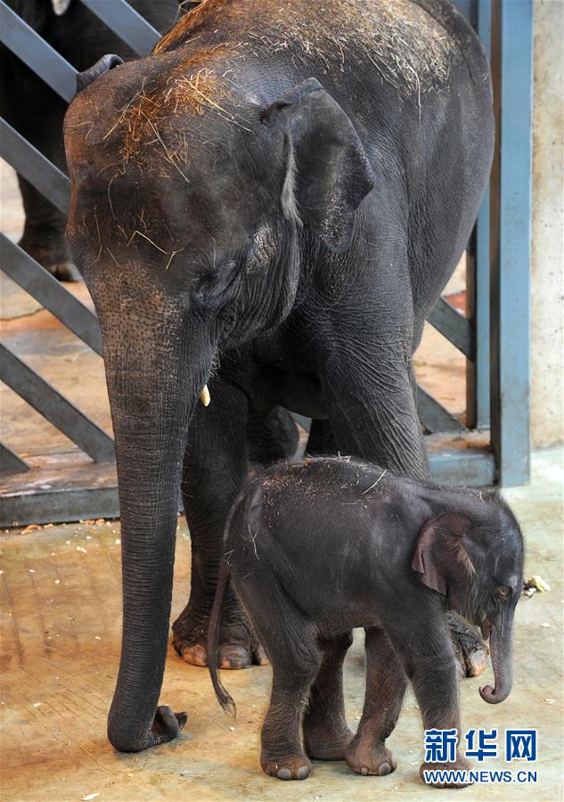 象宝宝出生动物园又添新成员