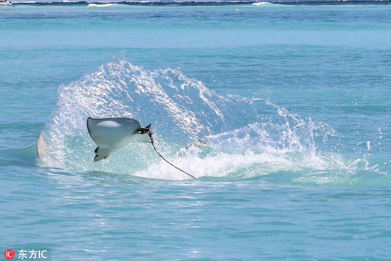 遭锤头鲨追杀 鲼鱼出水求生变"飞鱼"