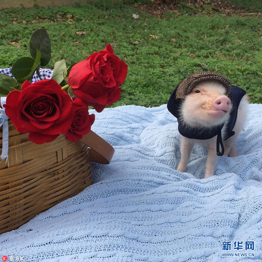 美国迷你猪靠卖萌成偷心贼吸粉无数走红网络