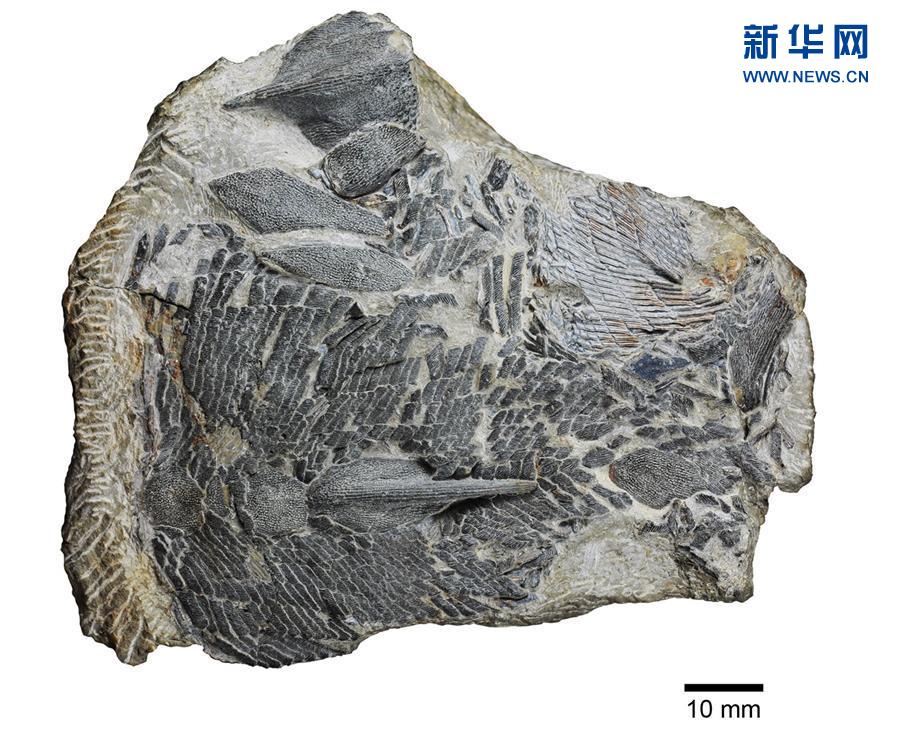 利兹鱼化石图片