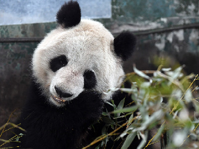 大熊猫"蜀兰"将被异地代养