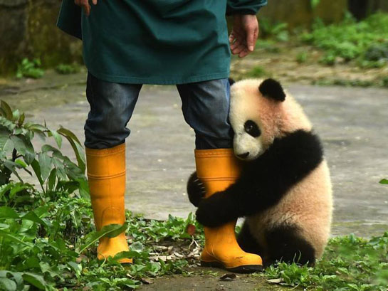 初次见游客 大熊猫宝宝抱饲养员大腿