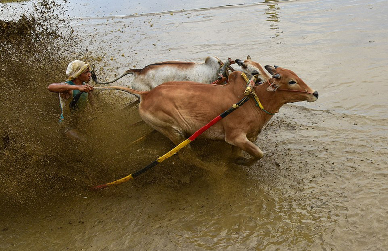 在奔牛赛中,参赛者要拉紧两只牛的尾巴,在泥地中快速奔跑.