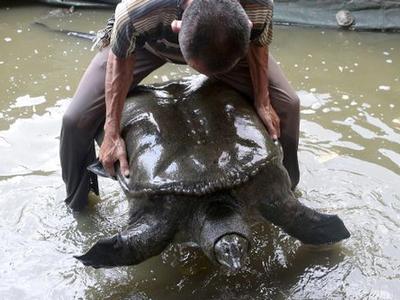 福建泉州一水池内现神秘巨鼋 体长1米重达百斤