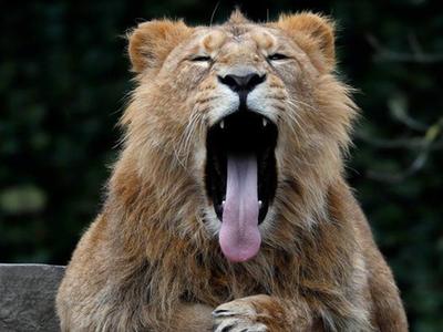 比利时动物园狮子犯困 张大嘴打盹儿一脸萌