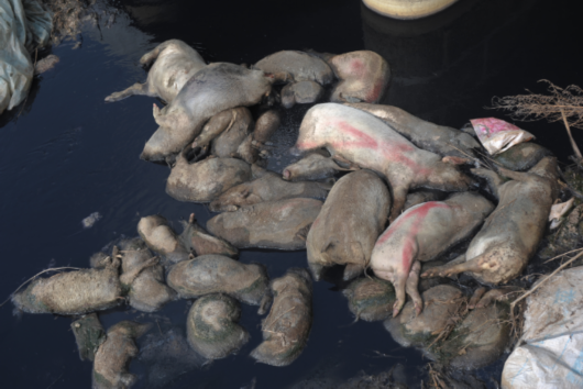 辽宁鞍山一河道内现40多头死猪 尸体已肿胀腐烂