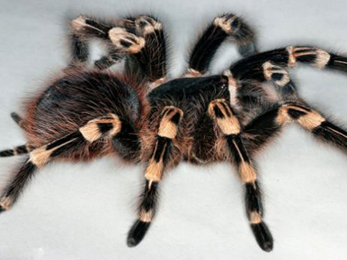 英3万蜘蛛展览会上秀