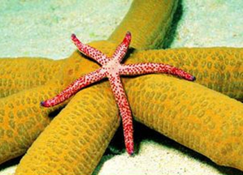 圣迭戈华人新闻 – 圣地亚哥华文网 – 圣迭戈华人网